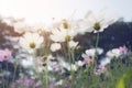 Soft focus of white cosmos Cosmos Bipinnatus flowers focus in Royalty Free Stock Photo