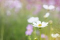 Soft focus of white cosmos flower with blurred cosmos garden field and bokeh background Royalty Free Stock Photo
