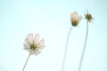 Soft focus of white cosmos flower in cosmos field with sky background, selective focus Royalty Free Stock Photo