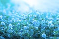 Soft-focus white flower grass with photo filter Royalty Free Stock Photo