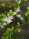 Soft focus white flower spring time blossom season garden floral nature photography and unfocused outdoor background space scenery Royalty Free Stock Photo