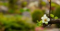 Soft focus white flower tree branch blossom spring time April season scenic view blurred background space for copy or your text Royalty Free Stock Photo