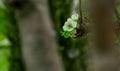 soft focus white flower on tree branch spring time blossom season of April with unfocused blurred background scenic view Royalty Free Stock Photo