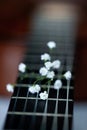 Soft focus on white flowers of hypsofila laying on acoustic guitar