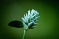 Soft focus of a white joyweed flower against a green background