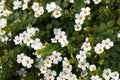 Soft focus of white Ornamental Bacopa flower with yellow pollen