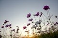 Soft focus of white and pink cosmos Cosmos Bipinnatus flowers focus in the garden with dawn sky background and sun light Royalty Free Stock Photo