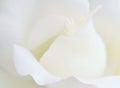 Soft focus white rose background.