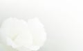 Soft focus white rose background. petals, a