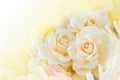 Soft focus white rose wood flowers Royalty Free Stock Photo