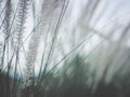 Soft focus White soft grass flowers Roadside vitage tone image background