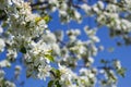 Soft focus of white wild apple flowers blooming on a tree against a clear blue sky Royalty Free Stock Photo