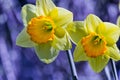 Soft focus of white wild daffodil or Lent lily flowers - Narcissus pseudonarcissus, Amaryllidoideae, Amaryllidaceae