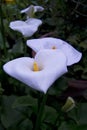 Soft focus of white Zantedeschia aethiopica known as calla lily and arum lily with yellow spathe