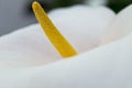 Soft focus of white Zantedeschia aethiopica known as calla lily and arum lily with yellow spathe Royalty Free Stock Photo