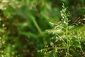 Soft focus  wild grass flower  blooming  with bokeh light  ,abstract  nature background Royalty Free Stock Photo