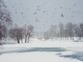 Soft focus. Winter lake with patterns on the snow cover of the water and lots of flying gulls in the city park on a snowy day Royalty Free Stock Photo