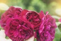 Soft focus Woman hand holding Red english rose in english garden in retro filter, Beautiful Red rose with rain drops, Flowers for