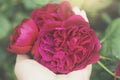 Soft focus Woman hand holding Red english rose in english garden in retro filter, Beautiful Red rose with rain drops, Flowers for