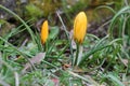 Soft focus of yellow crocus buds with water drops at a garden Royalty Free Stock Photo