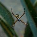 Soft focus of a yellow striped spider on a web Royalty Free Stock Photo