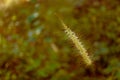 soft focus yellow tropical grass flower background Royalty Free Stock Photo