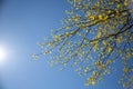 Soft focus of young birch leaves against a sunny blue sky Royalty Free Stock Photo