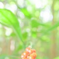 Soft focus of young green leaves with red fruitage in a tropical forest, bright and beautiful bokeh with blurred green backgrounds Royalty Free Stock Photo