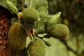 Soft focus of young jackfruit fruits hanging from a tree runk
