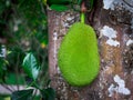 Soft focus of young jackfruit fruits hanging from a tree runk