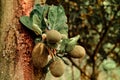 Soft focus of young jackfruit fruits hanging from a tree trunk