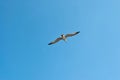 Soft focus young seagull flying in clear blue sky Royalty Free Stock Photo