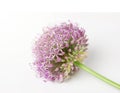 Soft focused Beautiful Blooming Purple Allium, onion flower isolated on a white background, Royalty Free Stock Photo