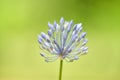 Soft focused beautiful flower - Allium caeruleum blue globe onion or ornamental onion, blue-of-the-heavens, blue-flowered garlic