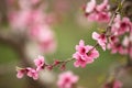 Soft focused cherry flowers, spring.