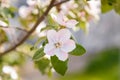 Soft focused close up shot of blossoming apple tree with tender pink flowers in springtime. Orchard in bloom