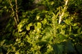 Soft focused close up shot of green crop, plant in flowerbed, green texture, natural background Royalty Free Stock Photo