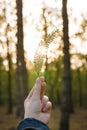 Soft focused close up vertical shot of female hand holding a green leaf on blurry forest background in sunset rays light Royalty Free Stock Photo