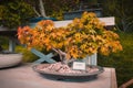 Soft focused dwarf Maple tree  Acer Palmatum  with autumn yellow red leaves in oval flowerpot container as bonsai on table i Royalty Free Stock Photo