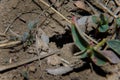 Soft focused macro shot of black ant going out of anthill hole on ground. Springtime and wildlife insects concept.