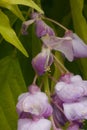 Soft focused macro shot of blossom wisteria flower in spring botanical garden