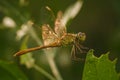 Soft focused macro shot of dragonfly sitting on green leaf with sun rays light in wings, bokeh, life of insects