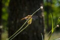 Soft focused macro shot of dragonfly sitting on plant, life of insects