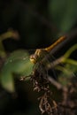 Soft focused macro shot of dragonfly sitting on plant, life of insects