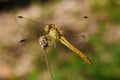 soft focused macro shot of dragonfly sitting on plant, life of insects