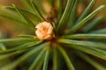 Macro shot of pine tree branch with little cones Royalty Free Stock Photo
