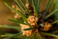 Macro shot of pine tree branch with little cones Royalty Free Stock Photo