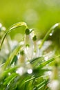 Soft focused macro snowdrops spring first oniony. Beautiful group of blooming white flowers, good for greeting postcard.