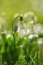 Soft focused macro snowdrops spring first oniony. Beautiful group of blooming white flowers, good for greeting postcard.