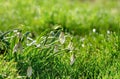 Soft focused macro snowdrops spring first oniony. Beautiful group of blooming white flowers, good for greeting postcard.